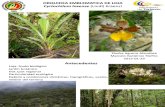 Orquidea Emblematica de la provincia de Loja, Ecuador