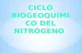 Ciclo biogeoquimico del nitrogeno