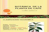 Botánica del café.pptx
