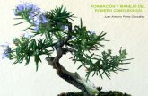 Romero - Formación y manejo como bonsai