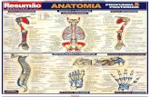 Resumão de Anatomia - Medicina 17