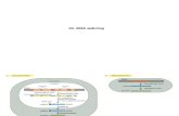 005 RNA Splicing (Processamento).pdf