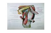 Atlas de Anatomia Humana Laminas
