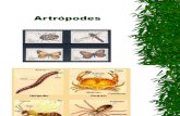 Biologia PPT - Aula 5 - Artrópodes