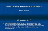 Biologia PPT - Sistema Respiratorio