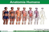 Aula 04 anatomia e fisiologia do sistema ósseo e articular
