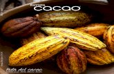 Revista cacao, RUTA DEL CACAO