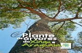 Planta as Árvores do Xingu e do Araguaia: Guia de Identificação