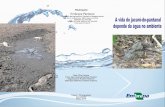 A vida do jacaré-do-pantanal depende da água no ambiente