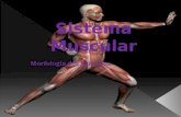 Morfologia dos músculos