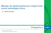 Manejo de Sphenophorus e Cigarrinha como estratégia única 12 ...