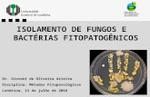 Isolamento de fungos e bactérias fitopatogênicos
