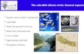 Curso "Introdução ao estudo do comportamento do zebrafish"