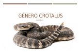 Cobras Peçonhentas - Gênero Crotalus - Cascavel