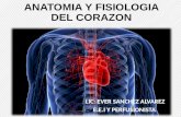 Anatomia y fisiologia del corazon [autoguardado]