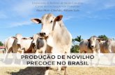 Produção de novilho precoce no Brasil