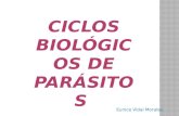 Ciclos biologicos de parasitos