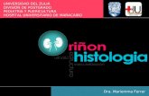 Anatomia, histologia y embriologia renal