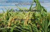 Cultura do arroz ii