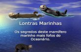 Lontras marinhas