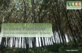 Árvores Plantadas que movimentam o setor de base florestal