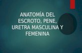 ANATOMÍA DEL ESCROTO, PENE Y URETRA MASCULINA Y FEMENINA