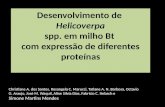 Desenvolvimento de helicoverpa spp. em milho bt com expressão de diferentes proteínas