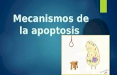 Mecanismos de la apoptosis
