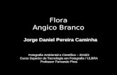 Flora - Angico Branco