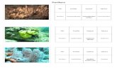 Biologia - Informações dos filos: Porifera, Nemathelminthes, Platyhelminthes, Cnidários, Annelida, Arthropoda, Echinodermata, Mollusca