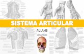 03   sistema articular