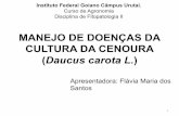 Manejo de Doencas da cenoura - Flavia Maria dos Santos - Prof. Milton L. Paz Lima