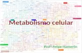 Metabolismo celular e reações enzimáticas