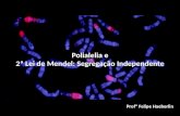 Genética: Polialelia e 2ª Lei de Mendel