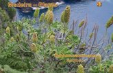Madeira - Plants - 2009
