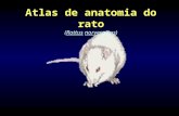 Atlas de anatomia do rato
