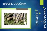 Cana-de- açúcar  e escravidão  Brasil colônia