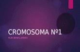 Cromosoma nº1