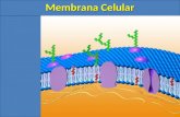 Aula membrana celular 2017