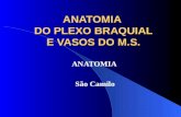 Anatomia do Plexo Braquial e Vasos do M.S.