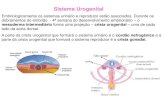Aula de Embriologia e Reprodução Assistida - Sistema urogenital