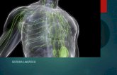 2016 Frente 2 módulo 8 sistema linfático