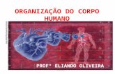 Organização do corpo humano