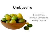 Umbuzeiro - Caatinga