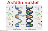Nucleic Acids-Asîdên dendikê