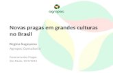 Novas pragas em grandes culturas no Brasil