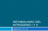 Metabolismo del nitrogeno i y ii copia