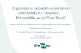 Dispersão e impacto econômico potenciais da invasora drosophila suzukii no brasil