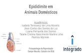 Epididimite em Animais Domésticos