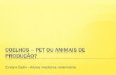 Coelhos – pet ou animais de produção
